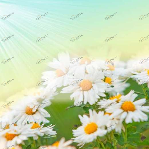 WP01204 Фотообои Verol Фотообои decoline 1х1 м