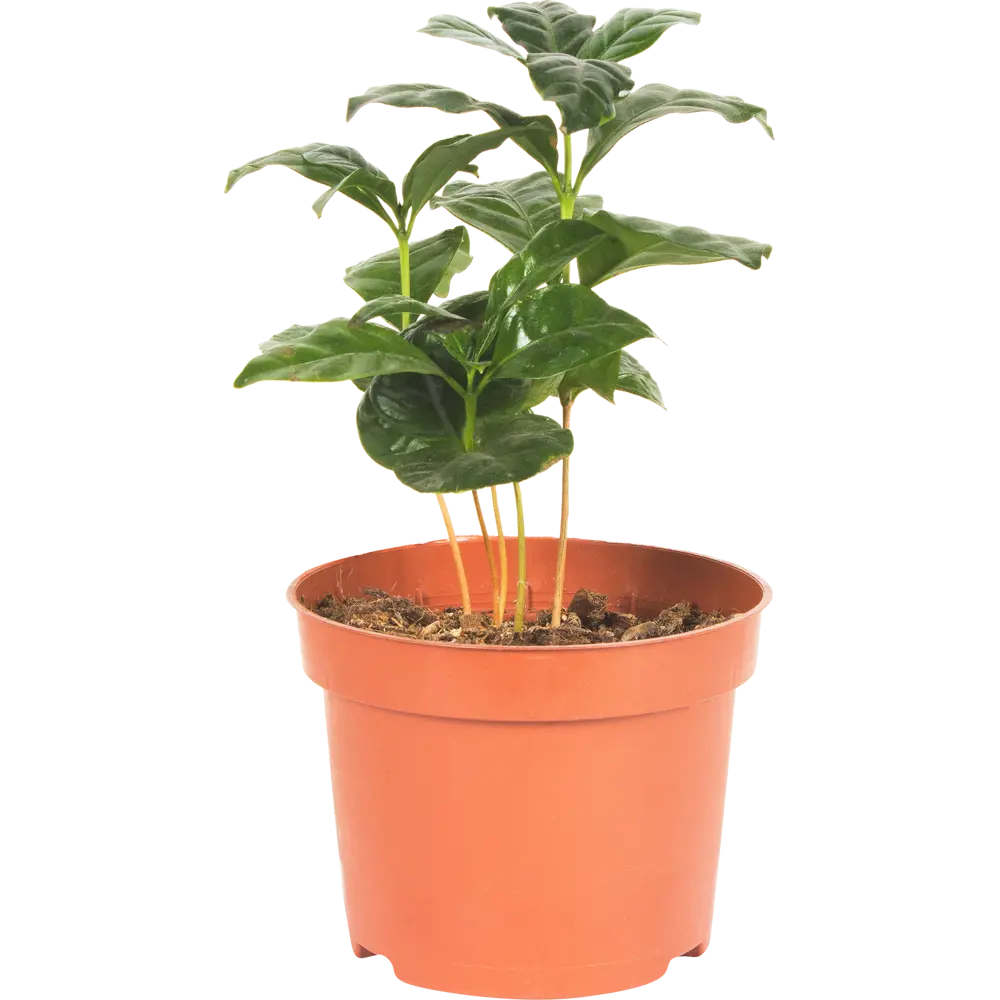 Santreyd Кофейное дерево Арабика — живой интерьерный акцент 15745312 STLM-0006287