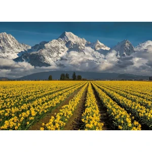 Фотообои бумажные «Небо и нарциссы» 254х184 см