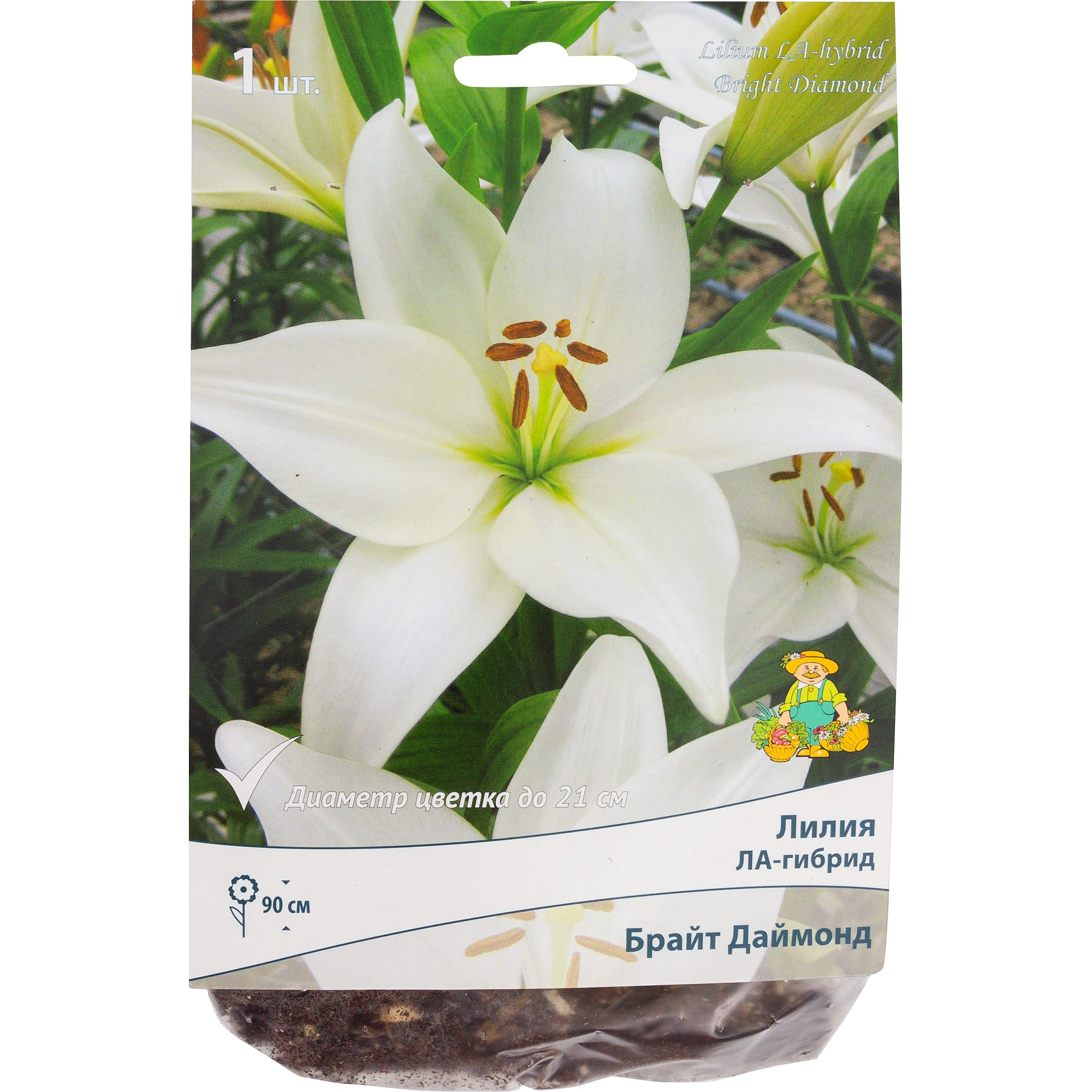 82118711 Лилии ЛА гибриды «Брайт Даймонд», размер луковицы 14/16, 1 шт Santreyd 