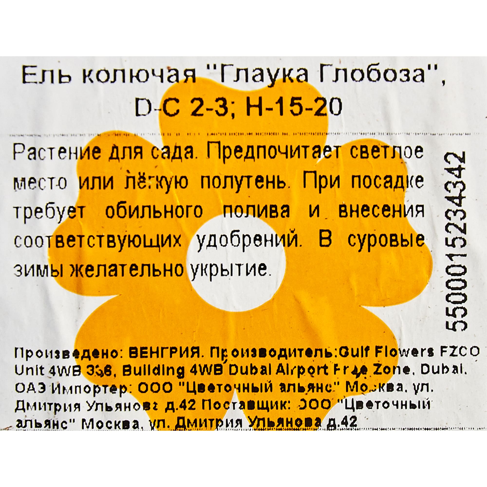 82601624 Ель колючая «Глаука Глобоза» 17x15 см Santreyd  - Вид №1