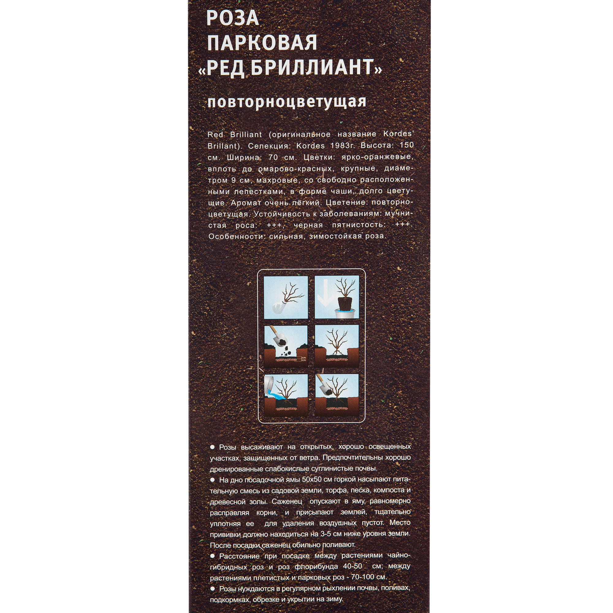 82142861 Роза парковая «Ред Бриллиант» в тубе Santreyd  - Вид №2