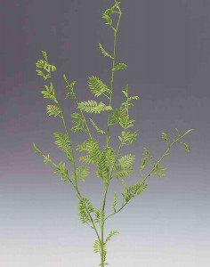 5077 883 a2 Спрей шелк папоротник, флок, синтетический материал, 103 см, зеленый H-andreas 