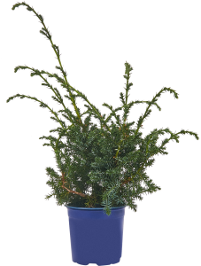 PLANTMARKET Можжевельник Блю Альпс - хвойный кустарник с серебристо-голубой хвоей 84834032