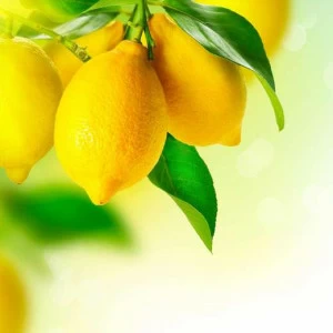 WP00400 Фотообои Verol Фотообои decoline 1х1 м