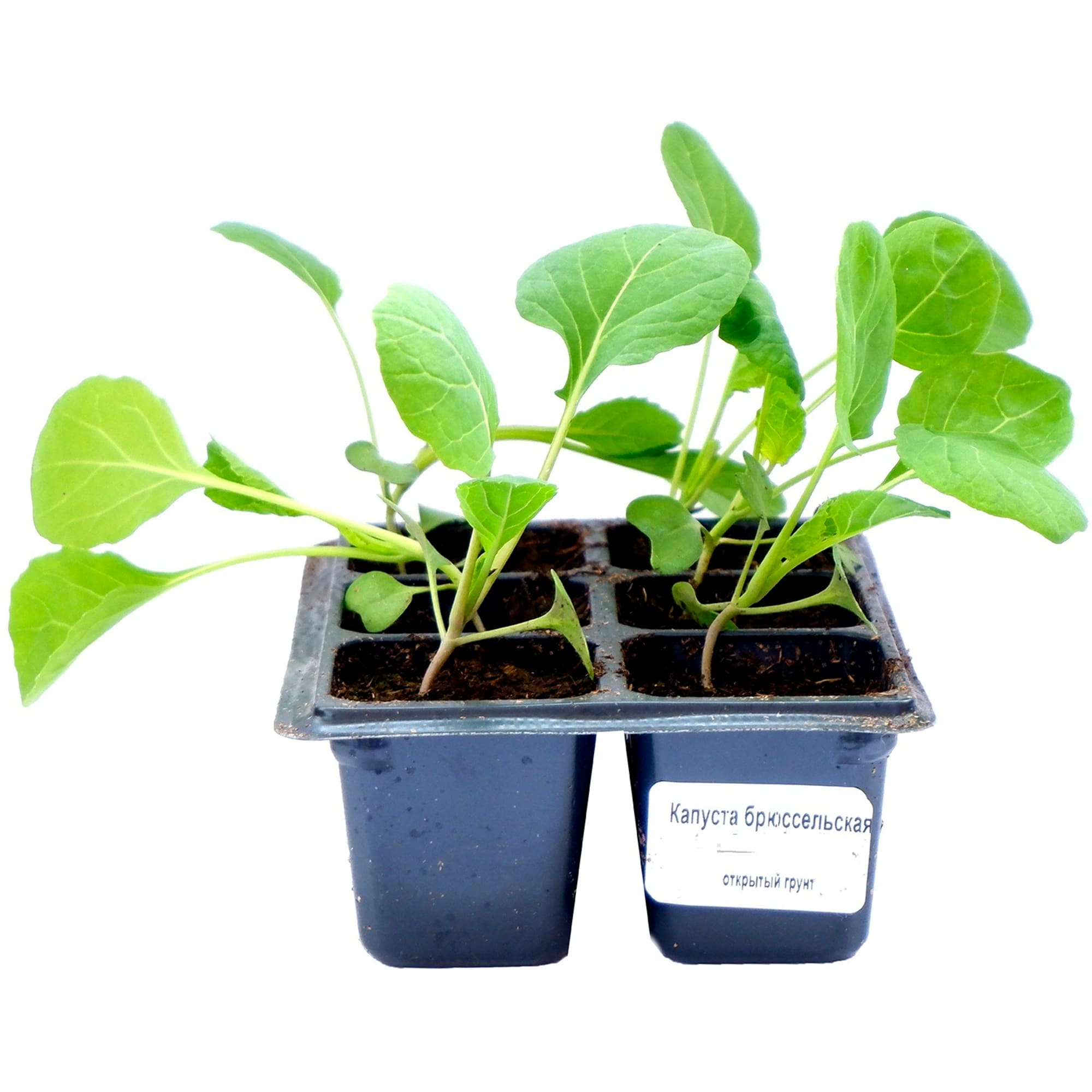 86646525 Капуста брюссельская микс h10 см 6 шт Santreyd  - Вид №1