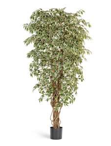 10.30905NW Гавайский фикус лиана пёстролистный Цветочная коллекция