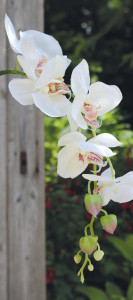2398 778 a2 Искусственная орхидея Phalaenopsis, 92 см, real touch, бежево-белая H-andreas