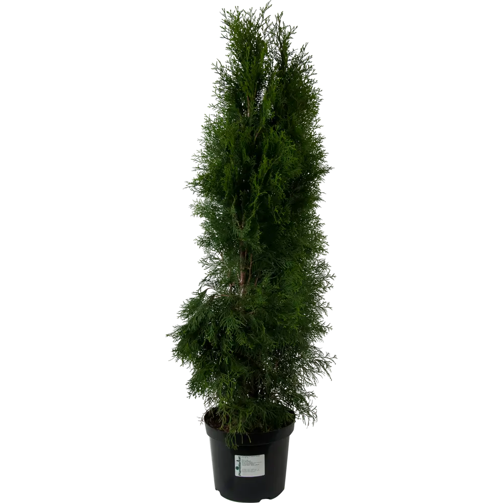 Туя западная «Смарагд» C7.5 120-140 см 82174071 STLM-2137744 PLANTMARKET 