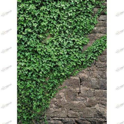 4-324-Ivy Фотообои Komar Vol.15 2.54х1.84 м 4324IVY