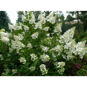 Гортензия метельчатая Юник ø15 h35 см