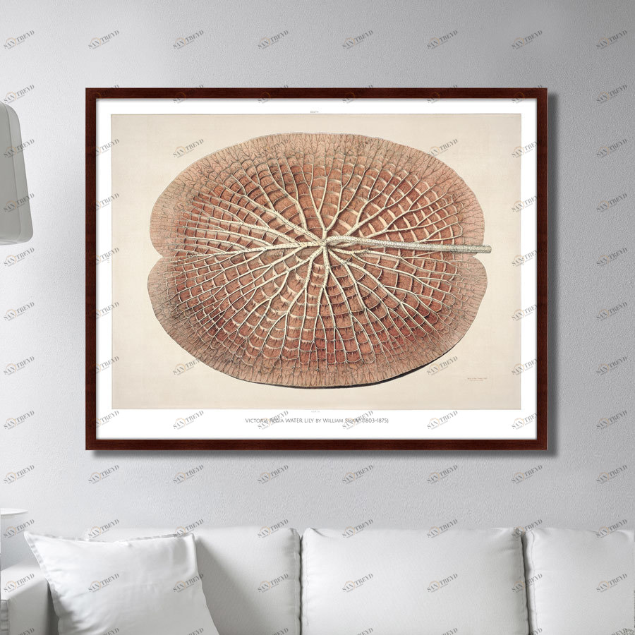 Картина: Leaf of a gigantic water lily, 1870г. КАРТИНЫ В КВАРТИРУ  264212 Разноцветный 