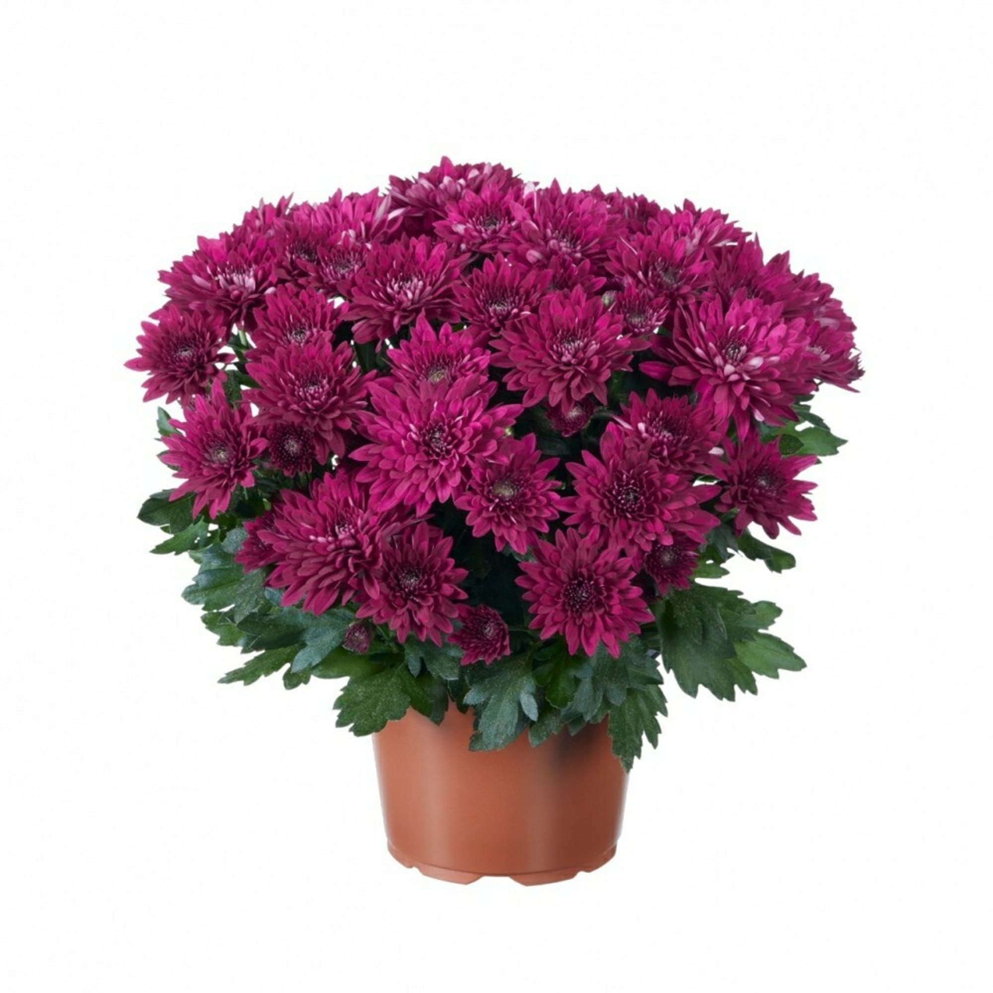 83248128 Хризантема ø15 h30 см Santreyd 