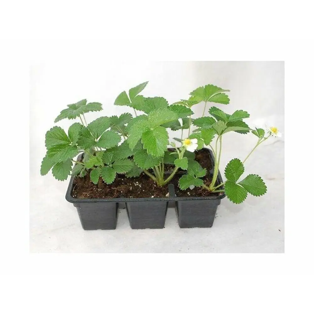 Santreyd Земляника садовая - рассада для богатого урожая 83248463 STLM-0039953