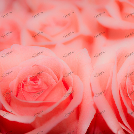 C1-385 Фотообои DIVINO Collection C 2.38х3 м C1385