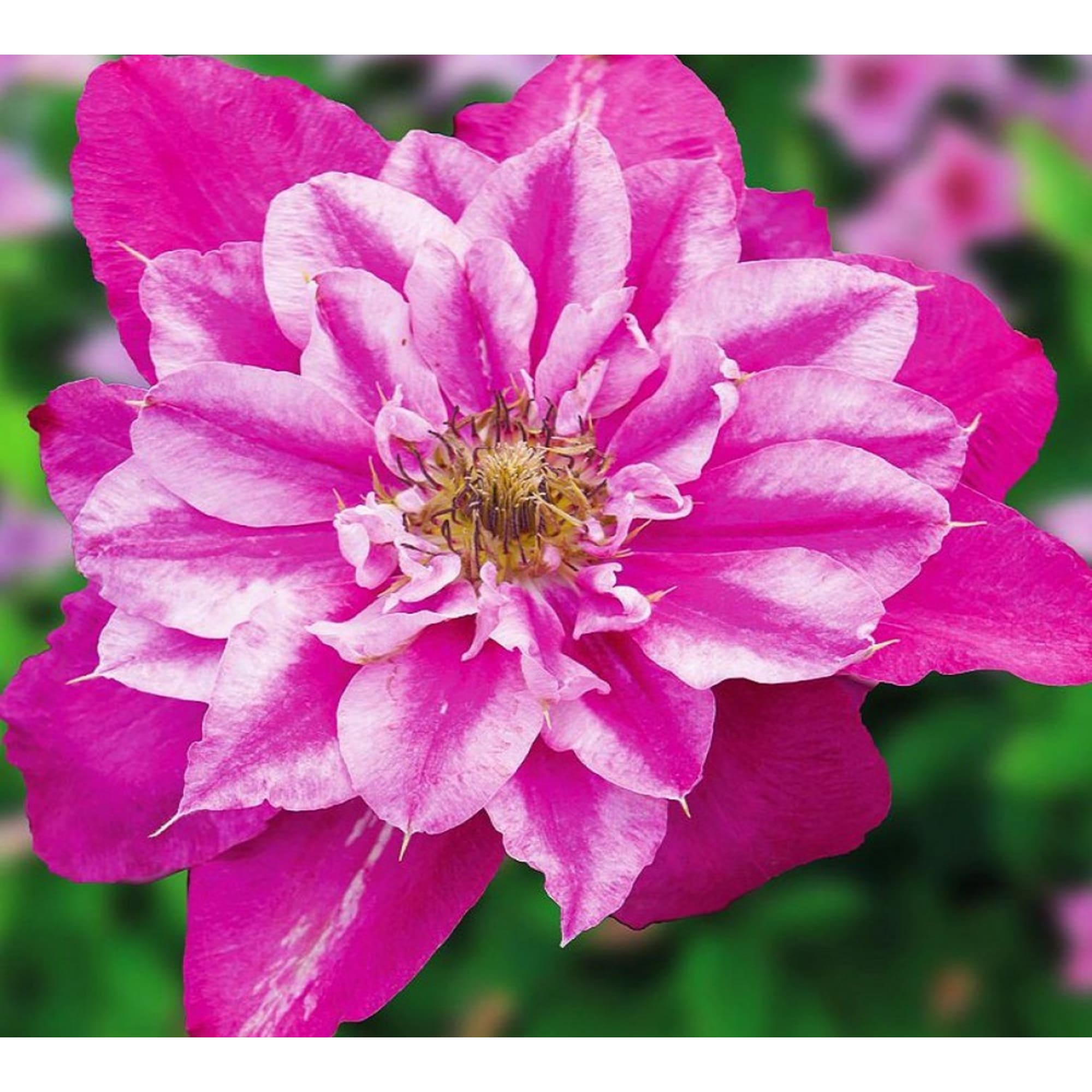 85324318 Клематис крупноцветковый Май Дарлинг ø17 h50 см Santreyd  - Вид №1