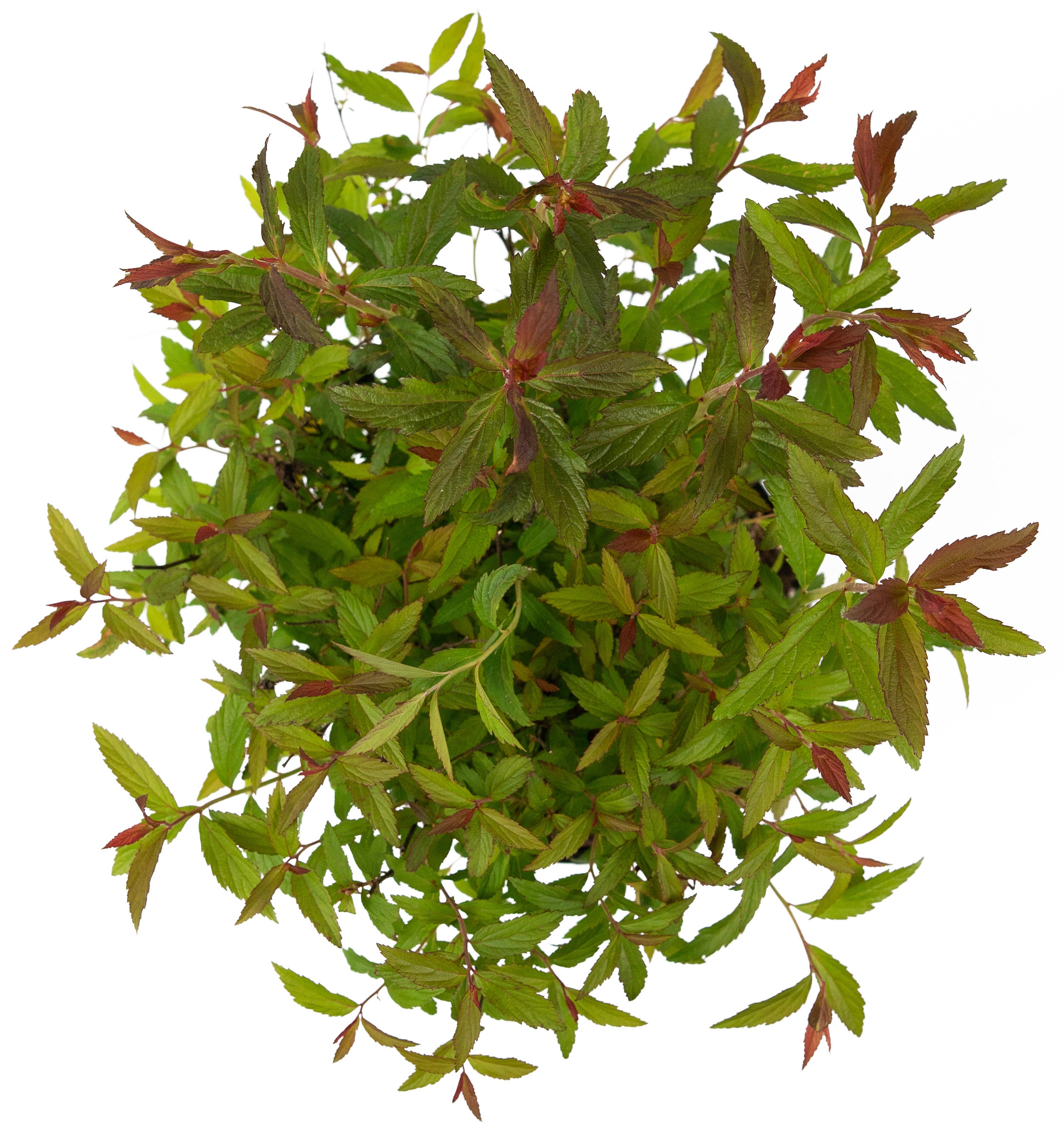 Спирея японская Anthony Waterrer - саженец цветущего растения 84841615 Santreyd STLM-0055907 - Вид №2