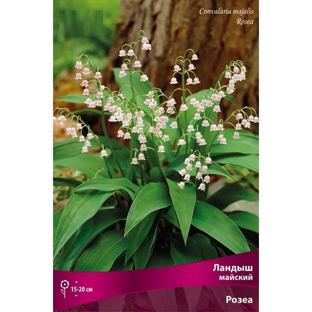 Ландыш майский Розеа ПОИСК STLM-2119856