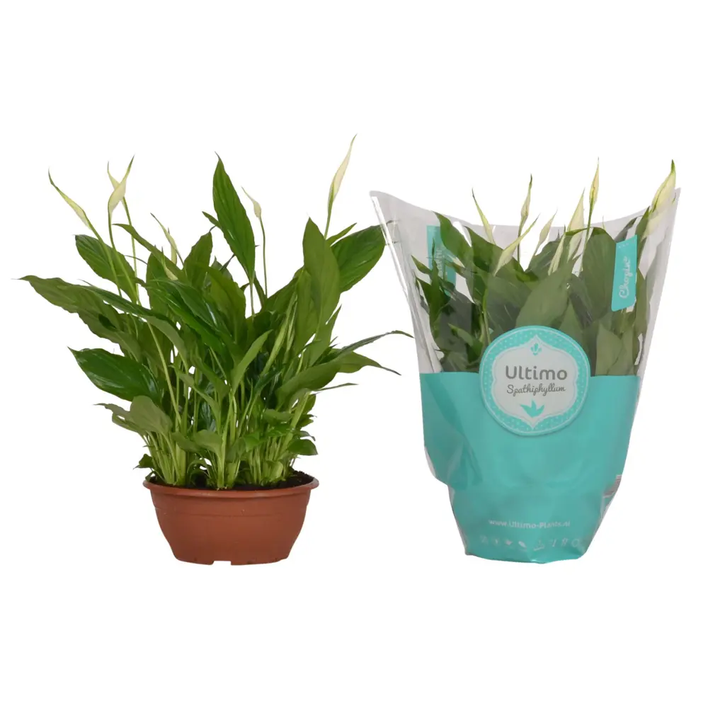 Спатифиллум Шопен Ультима - комнатное растение для озеленения интерьера 89434694 Santreyd STLM-1585065