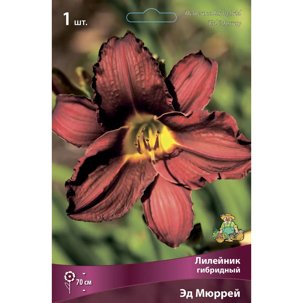 Лилейник гибридный Эд Мюррей ПОИСК STLM-2047048