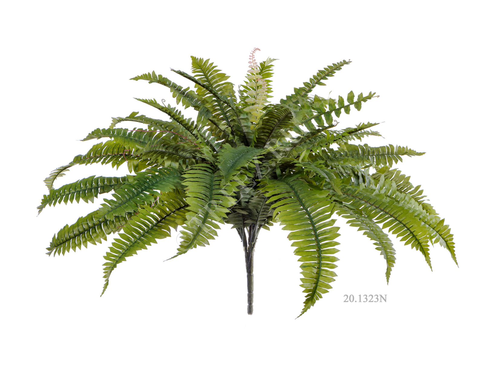 20.1324N Папоротник Бостон Цветочная коллекция  - Вид №4