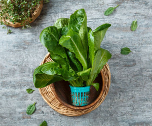 7404 Салат "Романо" в горшочке Выращено Рядом (iFarm)