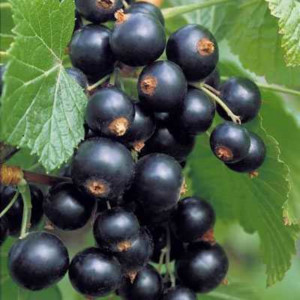 85325467 Смородина черная Гулливер ø17 h30 см