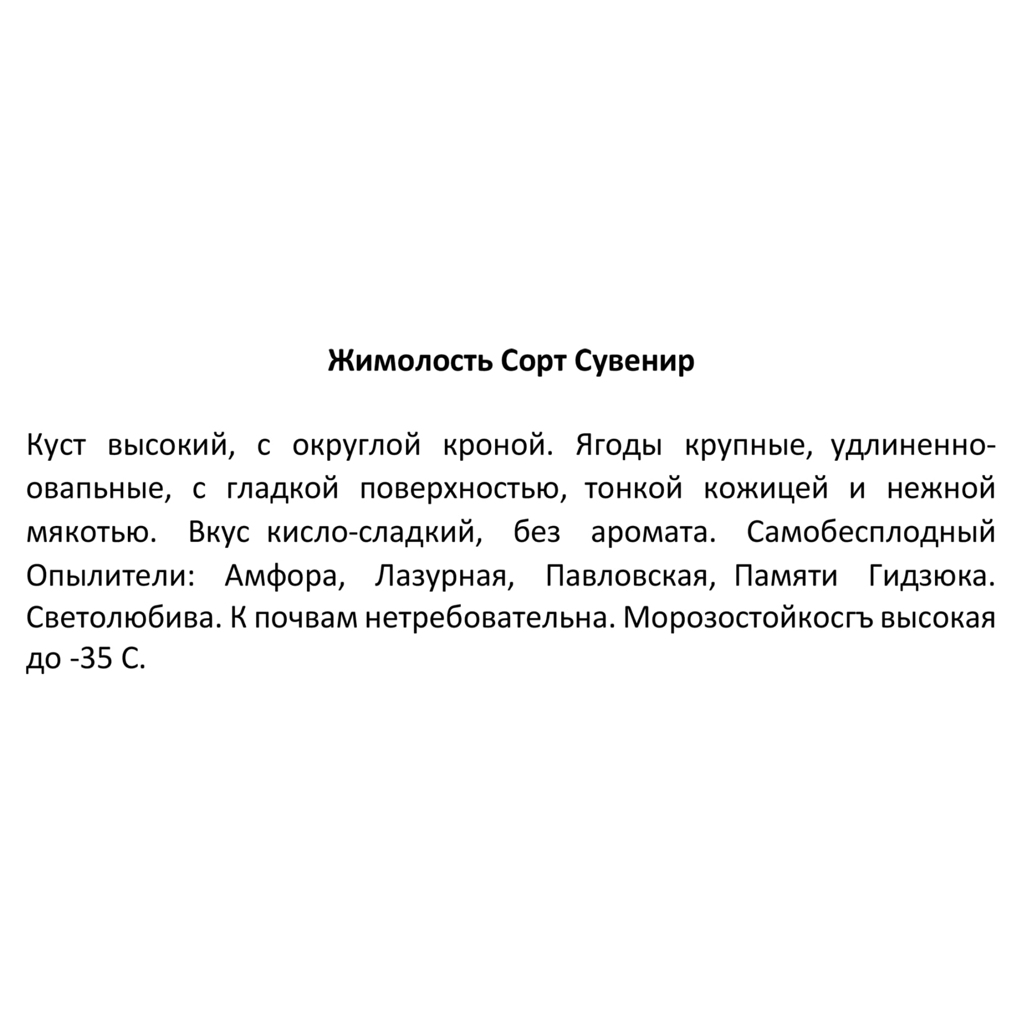 82597083 Жимолость плодовая «Сувенир» C2 высота 50 см Santreyd  - Вид №2