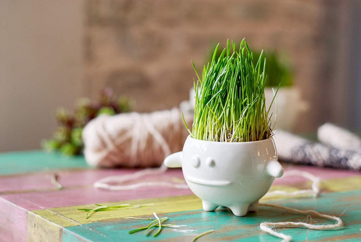 Набор для выращивания eco "Кру" ЭКОЧЕЛОВЕКИ  254572 Белый  - Вид №1