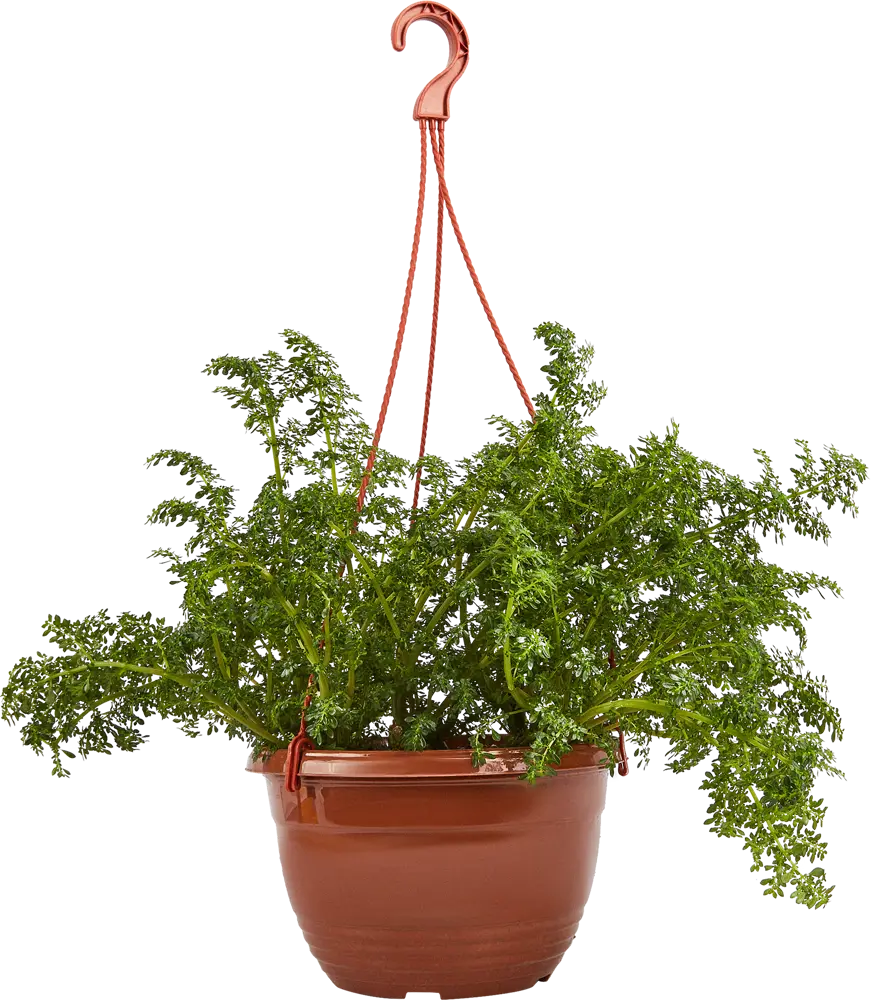 Santreyd Пилея в подвесном кашпо - живой декор для интерьера 83248516