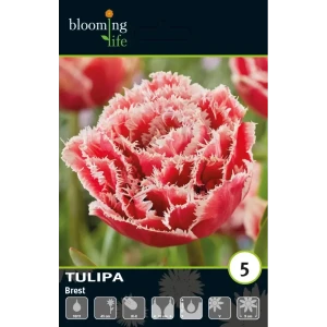 Луковицы тюльпана махрового бахромчатого Брест 10/11 89432993