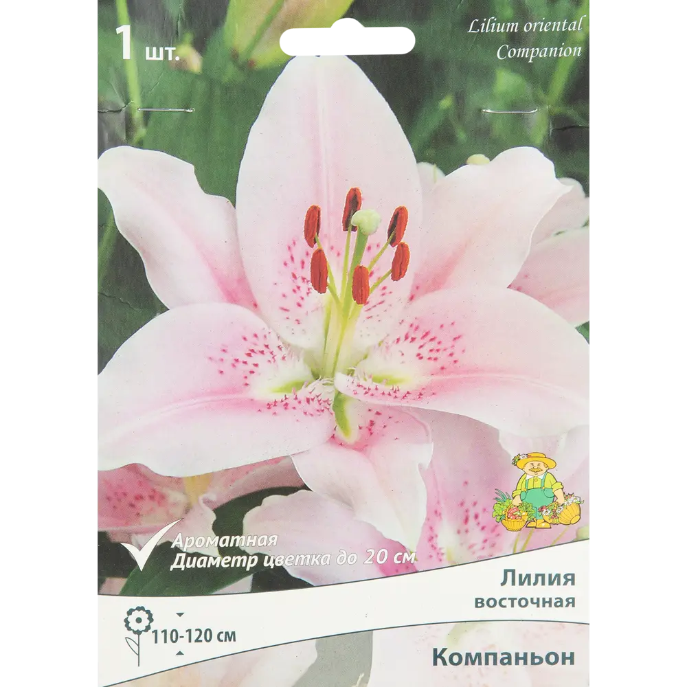 Лилия восточная Компаньон ПОИСК STLM-2032790