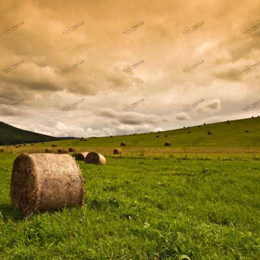 WP02372 Фотообои Verol Фотообои decoline 1х1 м