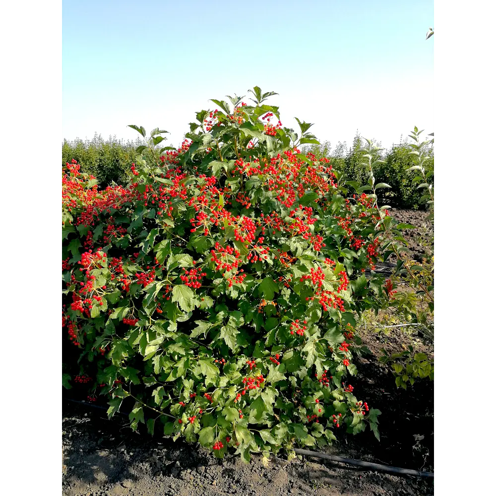 Калина обыкновенная ø19 h40 - 60 см 87691088 STLM-2112632 PLANTMARKET 