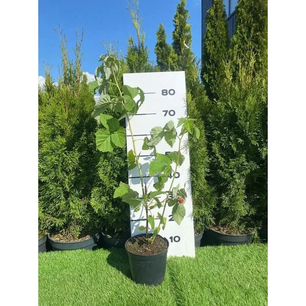 Малина красная Новость Кузьмина h80 - 100 см 89355336 STLM-2076081 Santreyd 