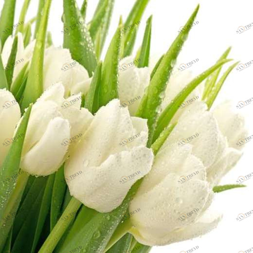 WP02618 Фотообои Verol Фотообои decoline 1х1 м