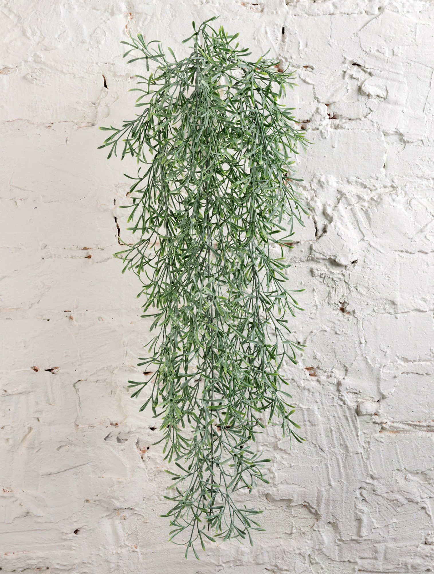 20.1422N Аспарагус Шпренгера куст св. серый припылённый ампельный Цветочная коллекция 