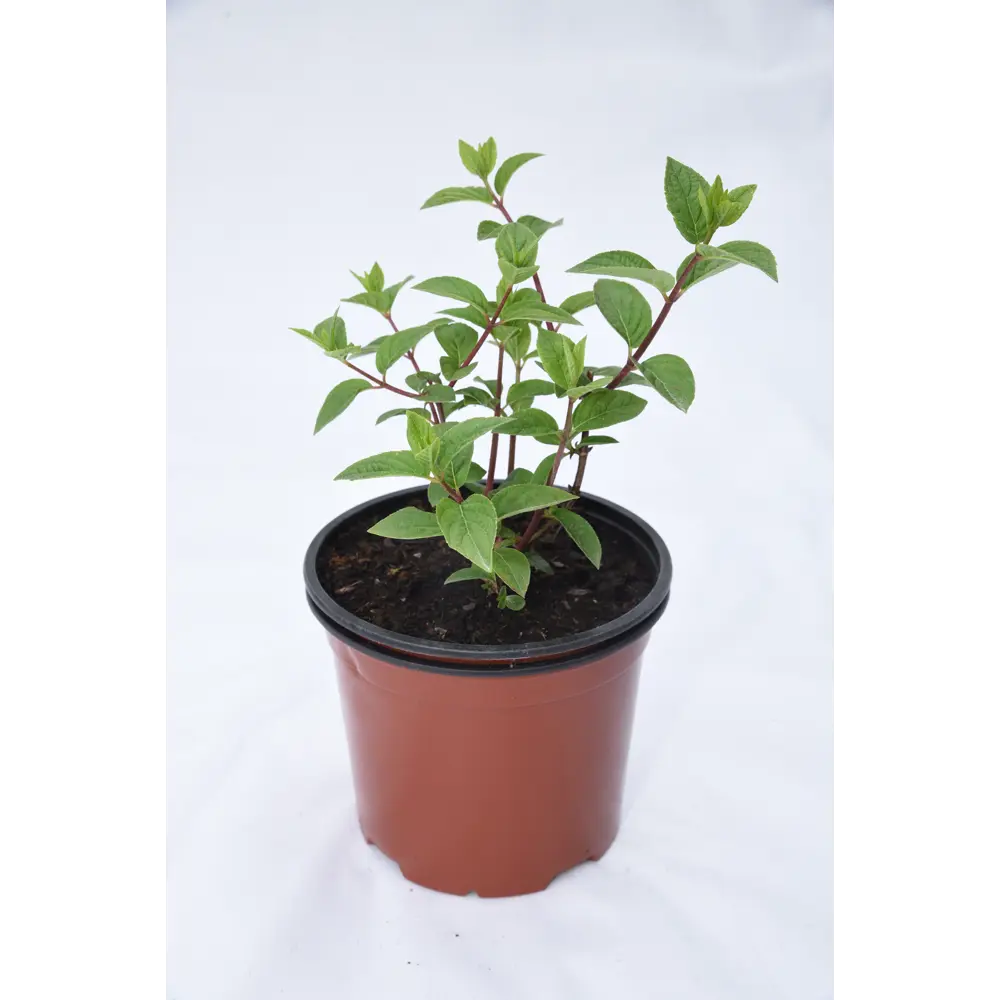 Гортензия Диамантино Santreyd - пышные метёлки с игрой оттенков 18016182 STLM-0009256