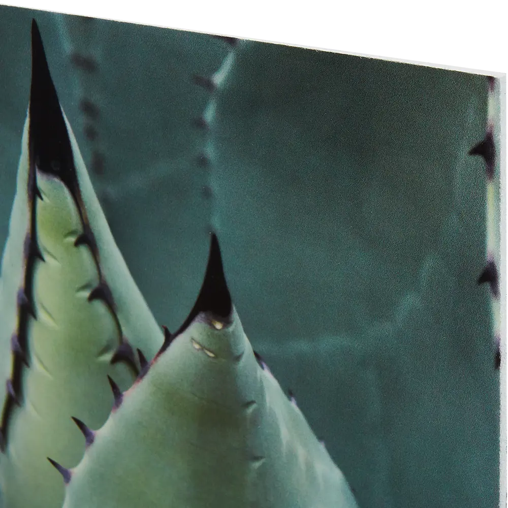 Постер модульный ПВХ Агава 60x60 см 83518424 STLM-2087520 Santreyd  - Вид №1