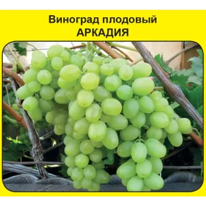 82150776 Виноград плодовый Аркадия Поиск Инвест STLM-0958190