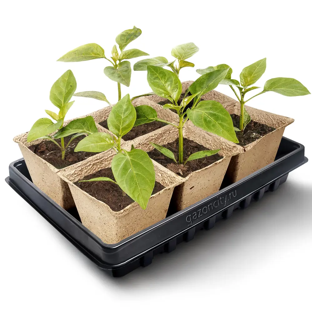 Набор для выращивания №2 полистирол 24 ячейки Santreyd STLM-2016058 - Вид №4