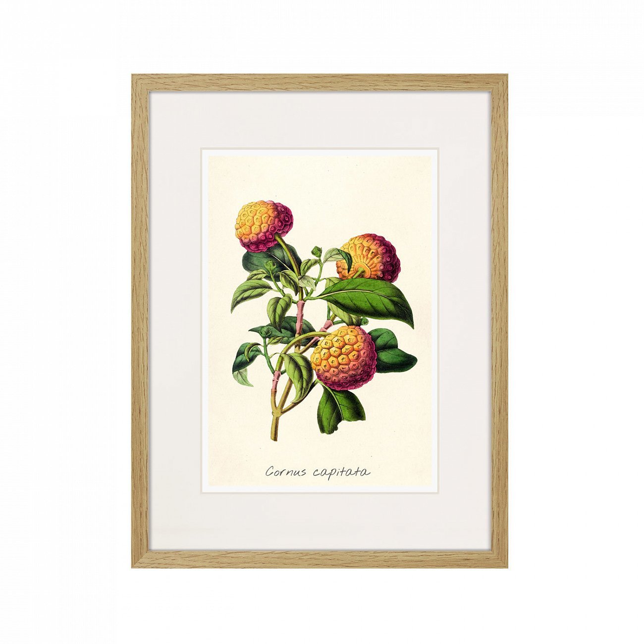 Картина в раме 32х42 см Botany illustration №22, 1836г. КАРТИНЫ В КВАРТИРУ  264499 Зеленый;оранжевый;разноцветный  - Вид №1