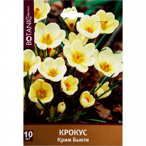 82351091 Крокус ботанический «Крим Бьюти»