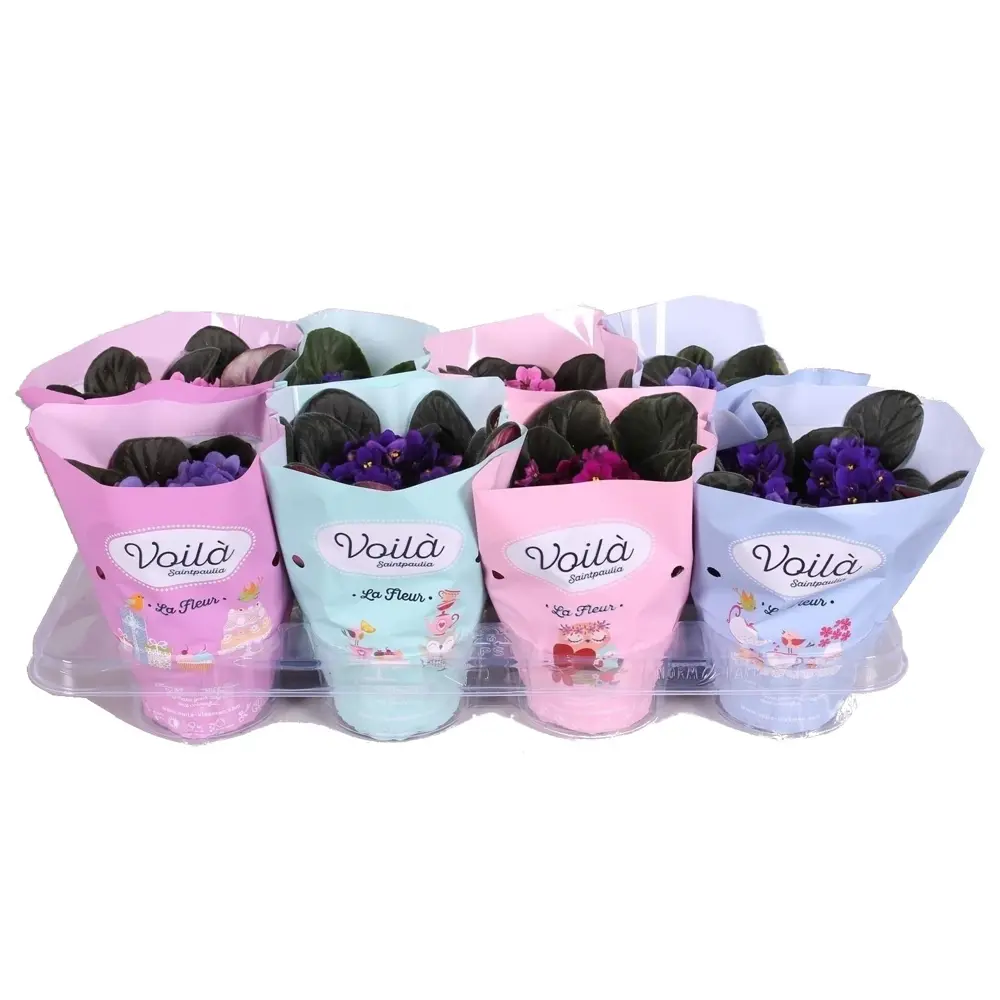 Santreyd Фиалка Иннова Спектра — комнатное растение с бархатными листьями 86750214 STLM-0071265 - Вид №3