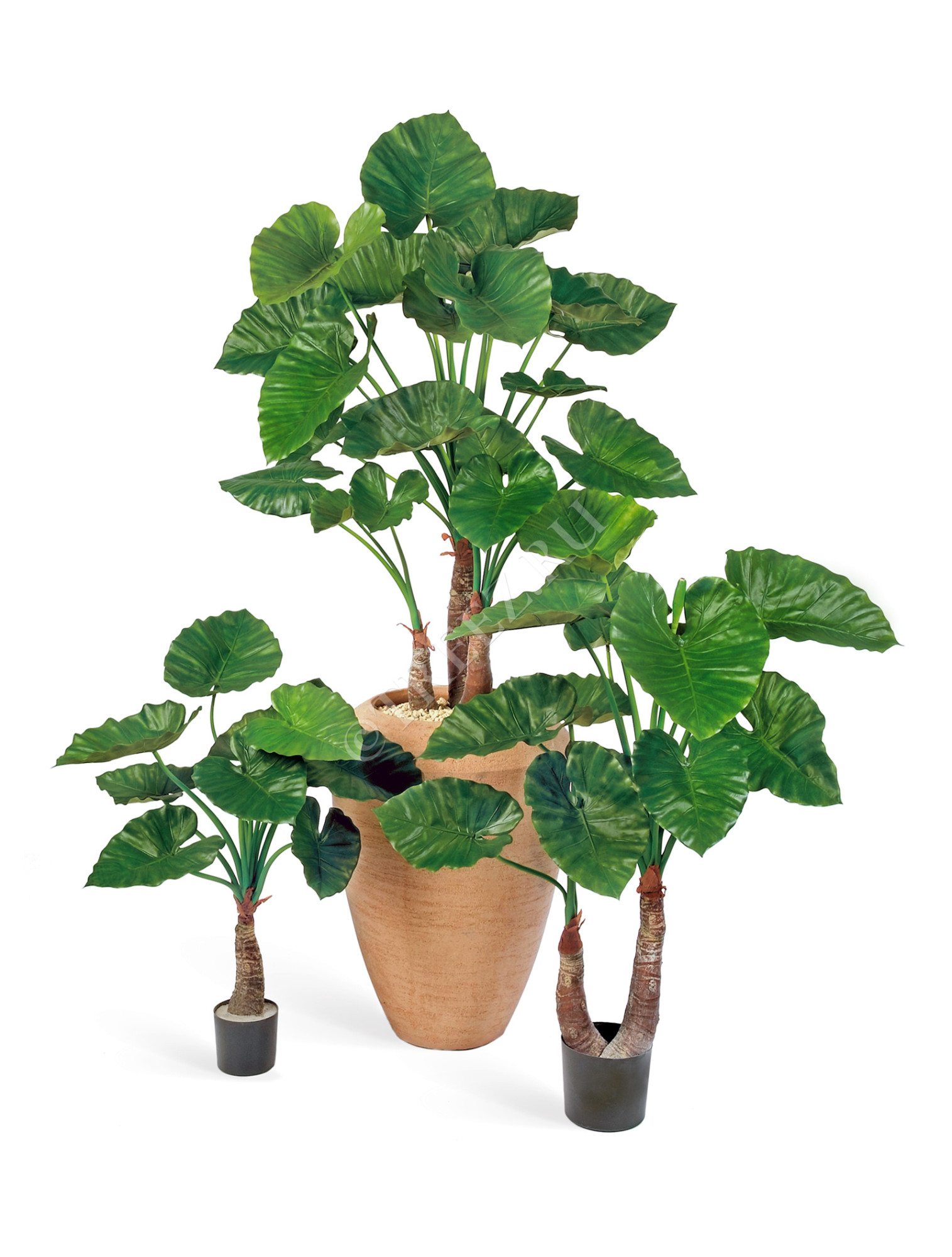 10.55602N Алоказия Калидора Цветочная коллекция 