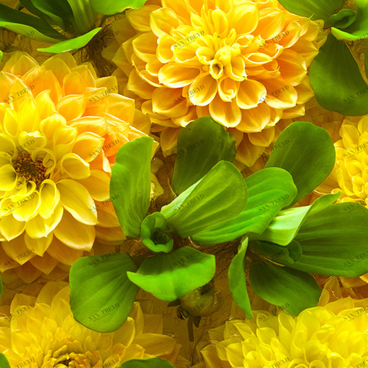 C1-316 Фотообои DIVINO Collection C 1.47х2 м C1316