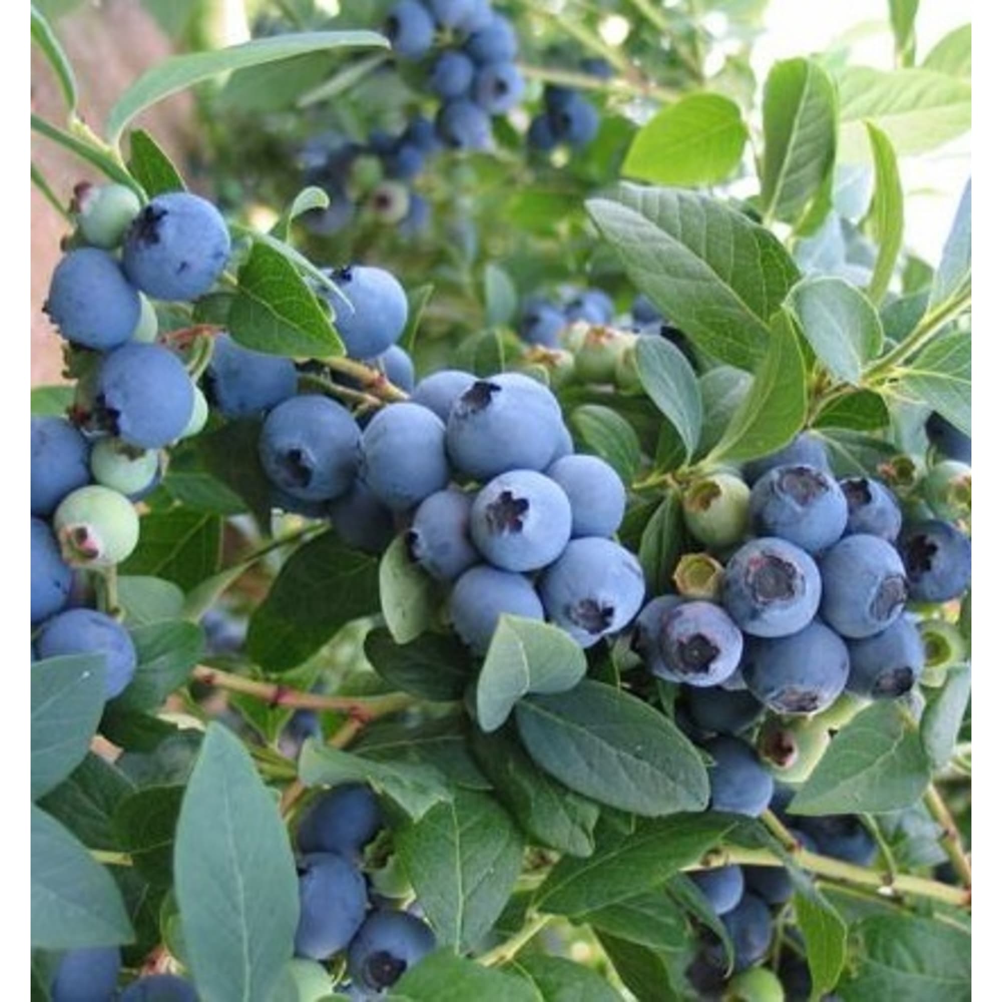 82596987 Голубика «Блю Кроп» C2 высота 30 см Santreyd 