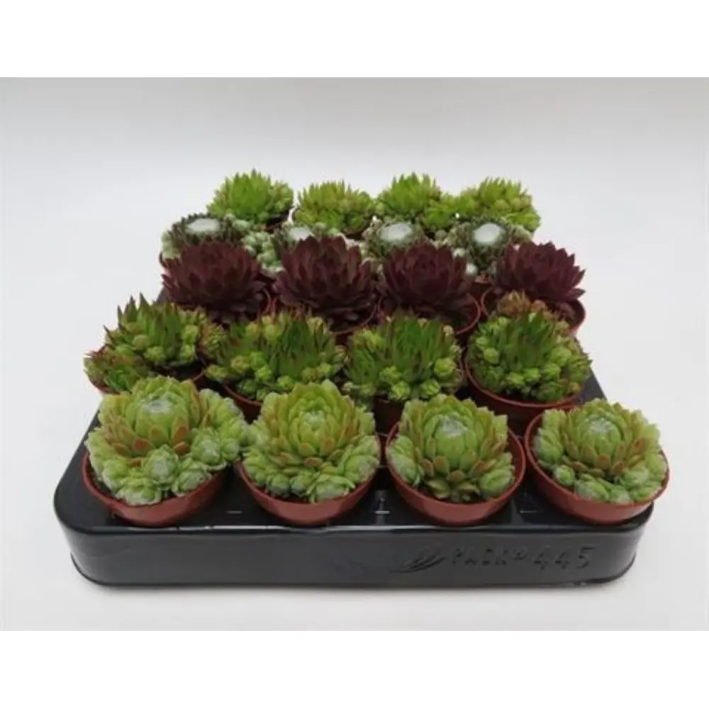 Семпервивум микс — комнатное декоративно-лиственное растение в горшке ø9 см 89434790 Santreyd STLM-1582003