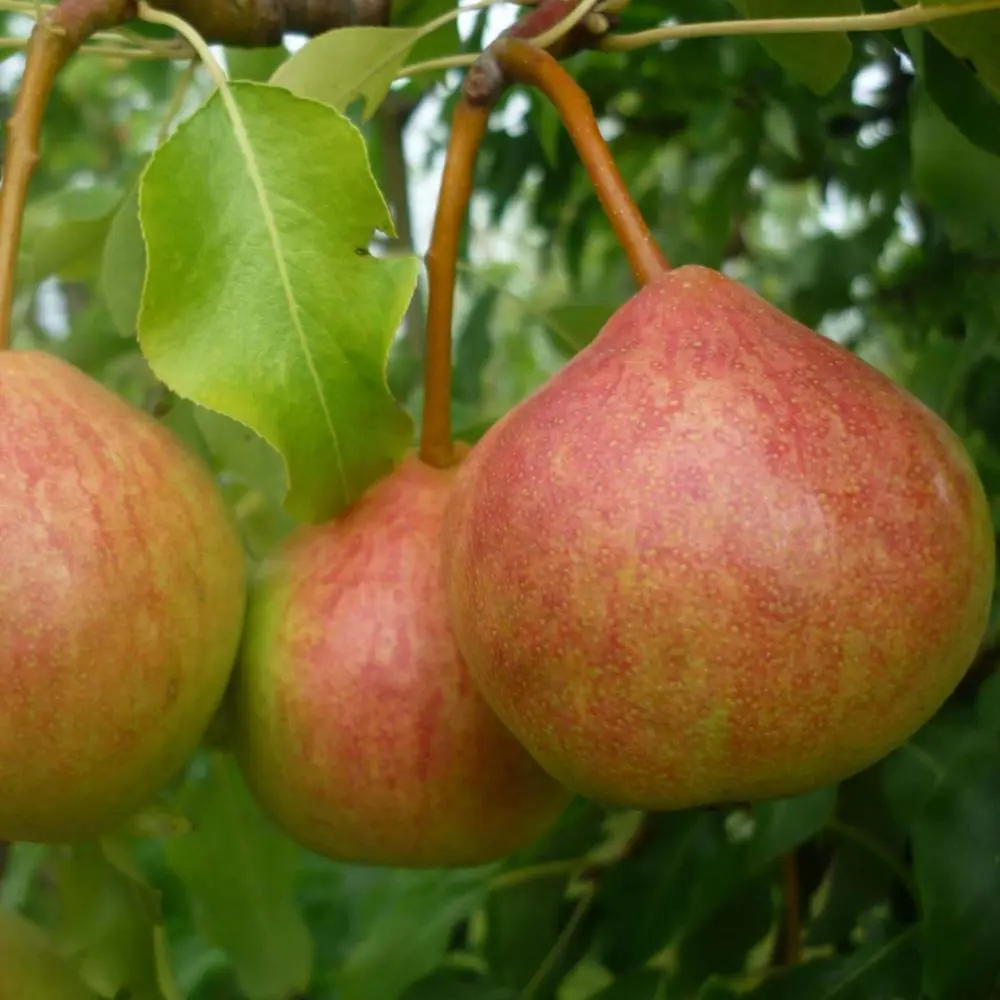 Груша осенняя Яковлева пакет 89465407 STLM-2126245 PLANTMARKET 