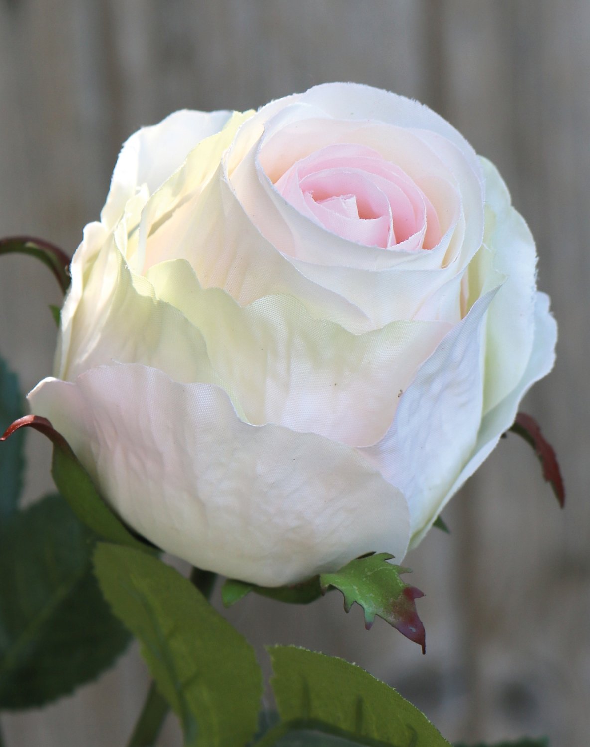 2628 705 a3 Шелковая роза, 1 цветок, 1 бутон, 80 см, бело-розовая H-andreas  - Вид №4